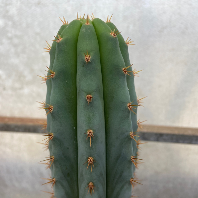 Trichocereus J1