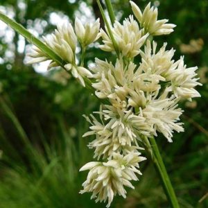 luzula nivea flowers