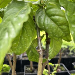 Grafted Psychotria
