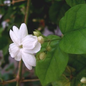 Jasminum sambac