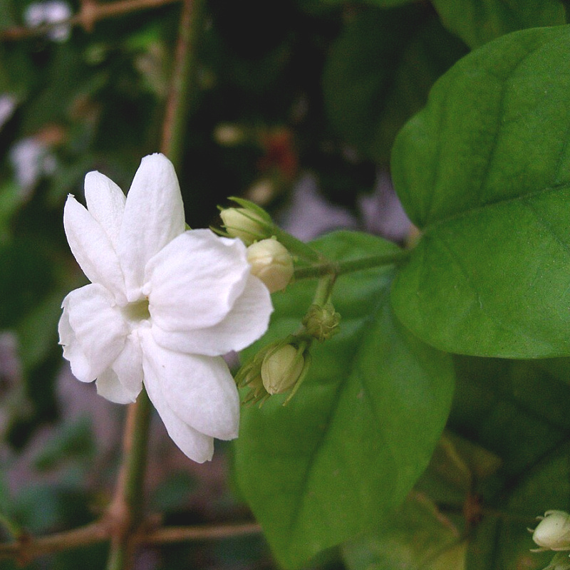Jasminum sambac