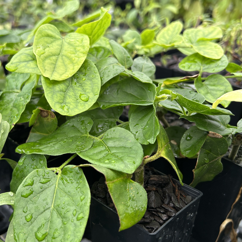 Jasminum sambac (Arabian Jasmine) Plant - Image 2