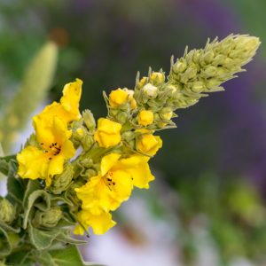 Verbascum thapsus (mullein) flower