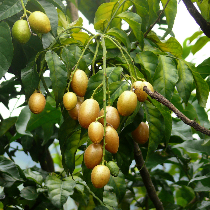 clausena lansium tree and fruit
