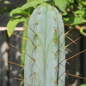 Trichocereus bridgesii Tig x Peruvianus Len cactus