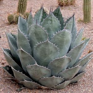 Agave parrasana