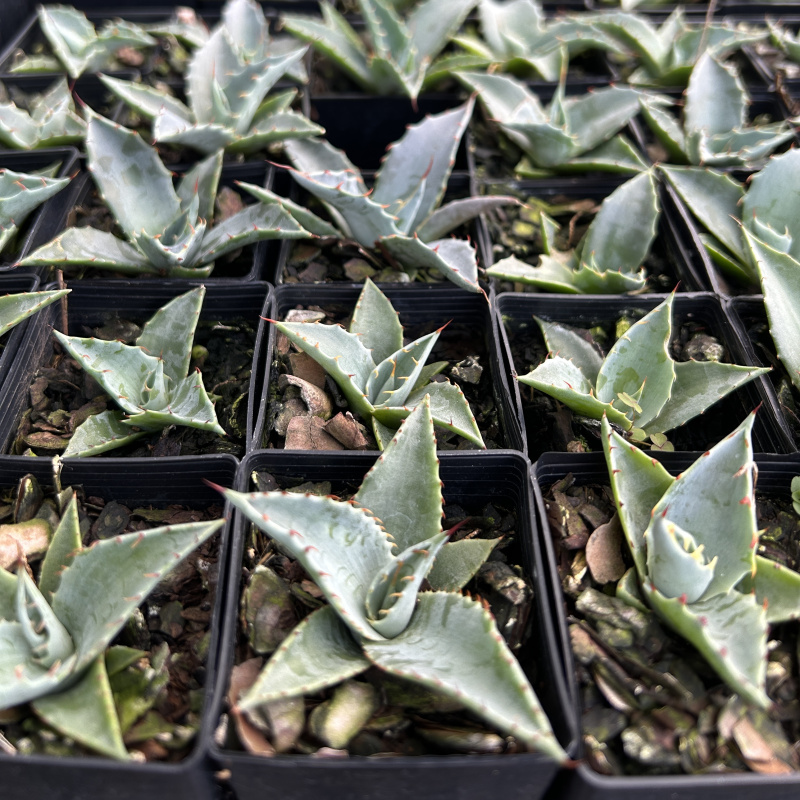 Cabbage Head Agave: Blue-Grey Leaves with Pronounced Teeth