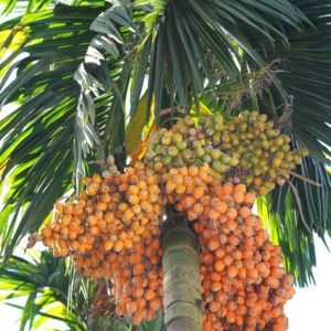 Areca catechu palm