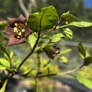 Atropa belladonna flower close-up