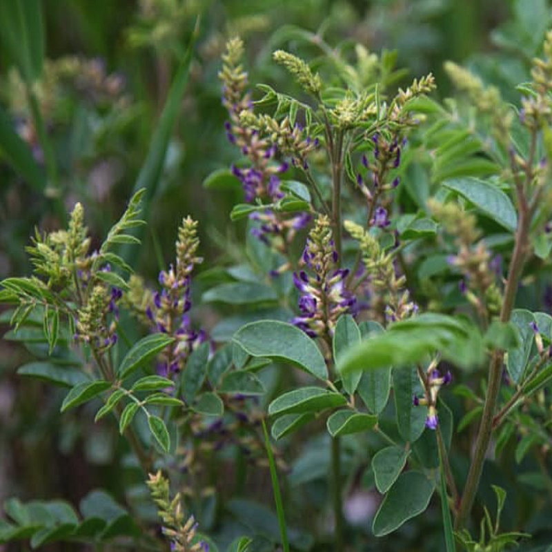 Glycyrrhiza glabra with flowers
