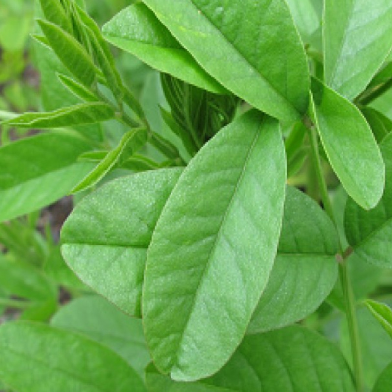 Glycyrrhiza glabra leaf close up