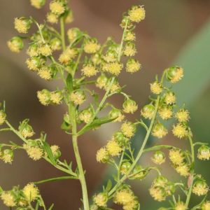 Artemisia annua close-up