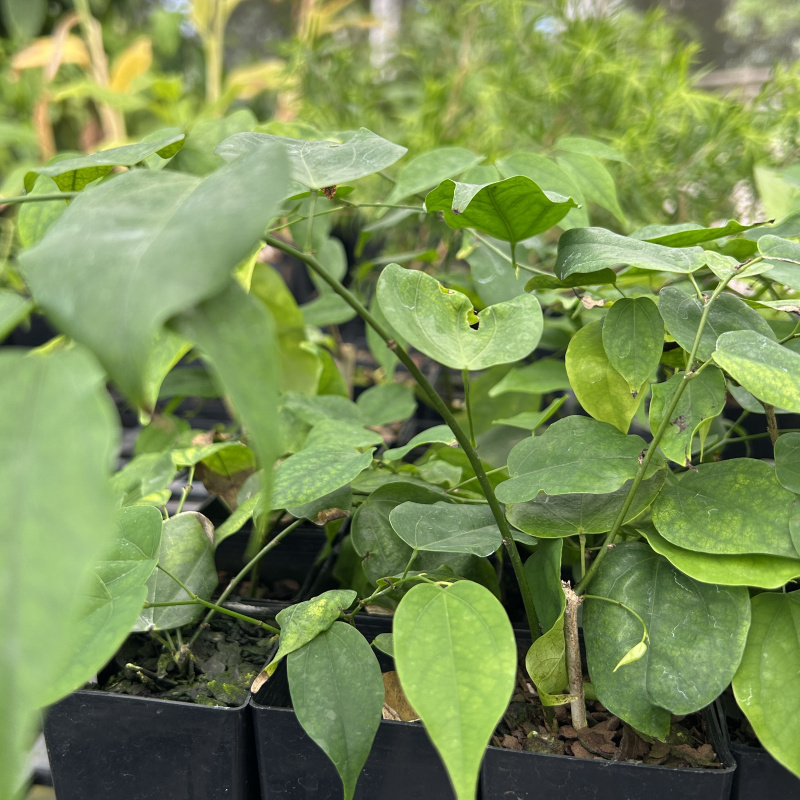 Griffonia Simplicifolia Seeds: Therapeutic Benefits Revealed