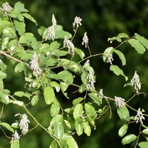 Griffonia simplicifolia plant