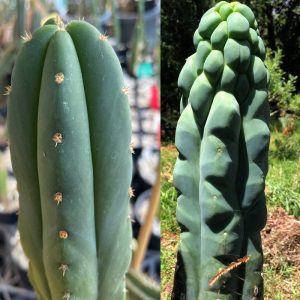 Trichocereus Peruvianus Rosei 2 cactus along side hybrid cactus Sharxx x TPM