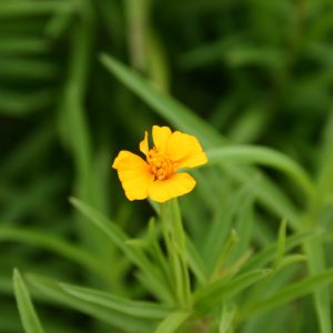 Tagetes lucida flower close up