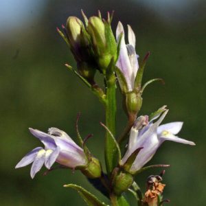 Lobelia inflata flower close-up
