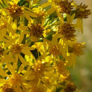 Solidago virgaurea flowers