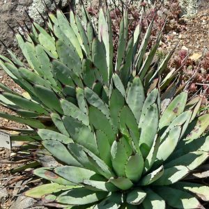 Agave macroacantha