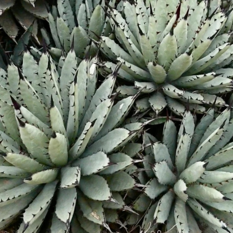 Agave macroacantha (Black-Spined Agave) Seed - Image 2