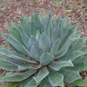 Agave maximiliana