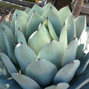Agave-parryi-var.-huachucensis