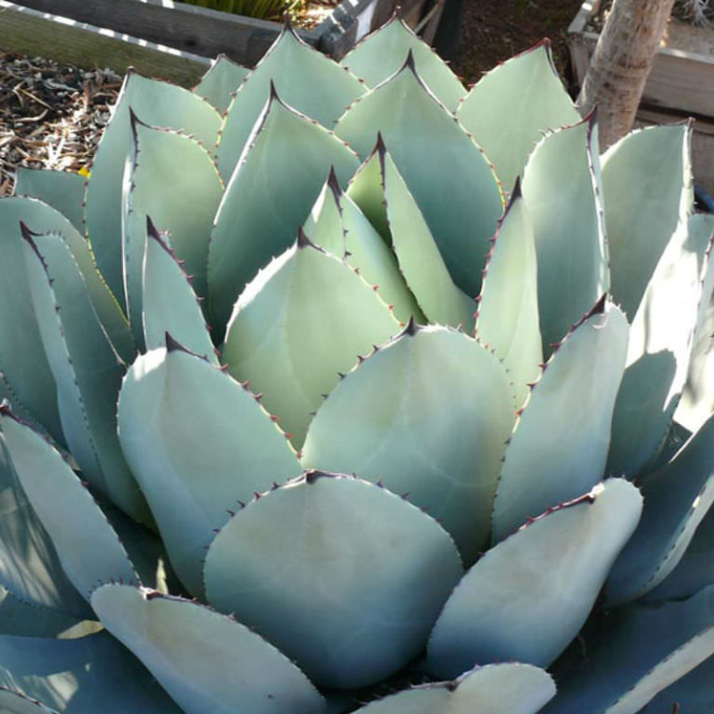 Agave parryi ssp. 'Wakefield' 38 【公式通販】