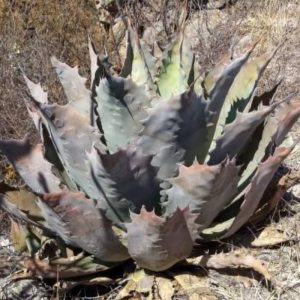 Agave potatorum Purple haze