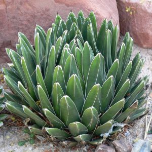 Agave victoriae-reginae
