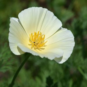 Eschscholzia aurantiaca Ivory Castle flower