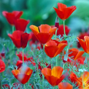 Eschscholzia aurantiaca Red Chief flowers
