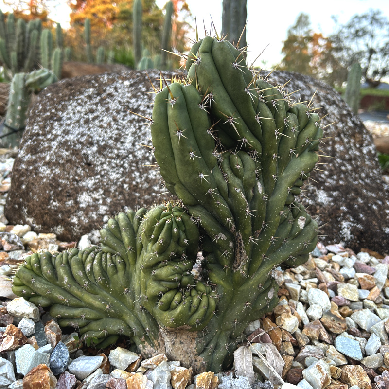Trichocereus peruvianus monstrose TPM cactus