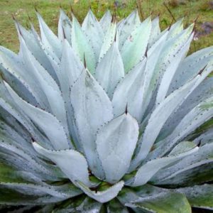 agave hiemiflora