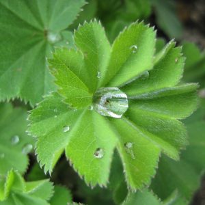 Alchemilla vulgaris leaf close-up