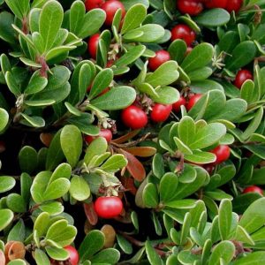 Arctostaphylos uva ursi leaves and berries