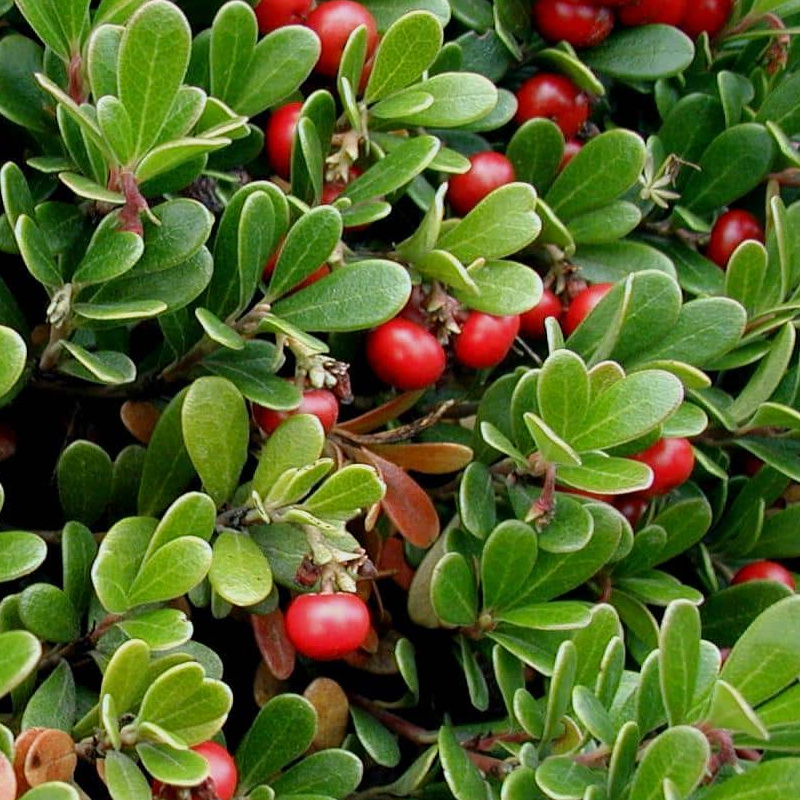 Arctostaphylos uva ursi leaves and berries