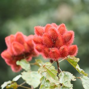 Bixa orellana flowers