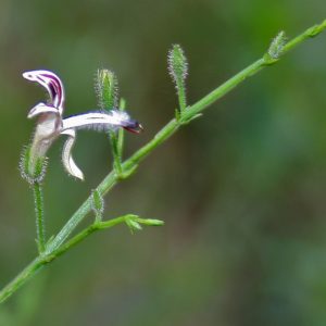 Andrographis paniculata flower