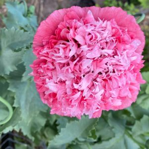 Papaver somniferum var. Peony flower