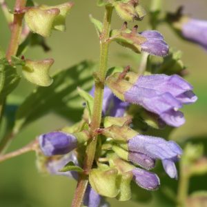 Scutellaria lateriflora flower