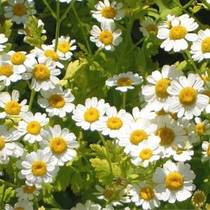 Tanacetum parthenium flowers
