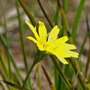 Microseris walteri flower close-up