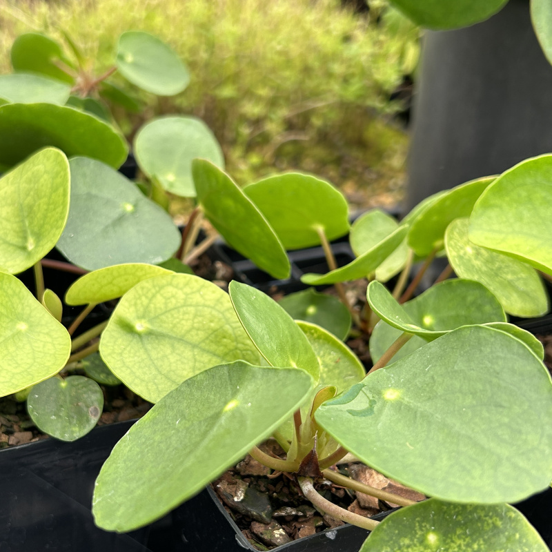 Pilea peperomioides small plants