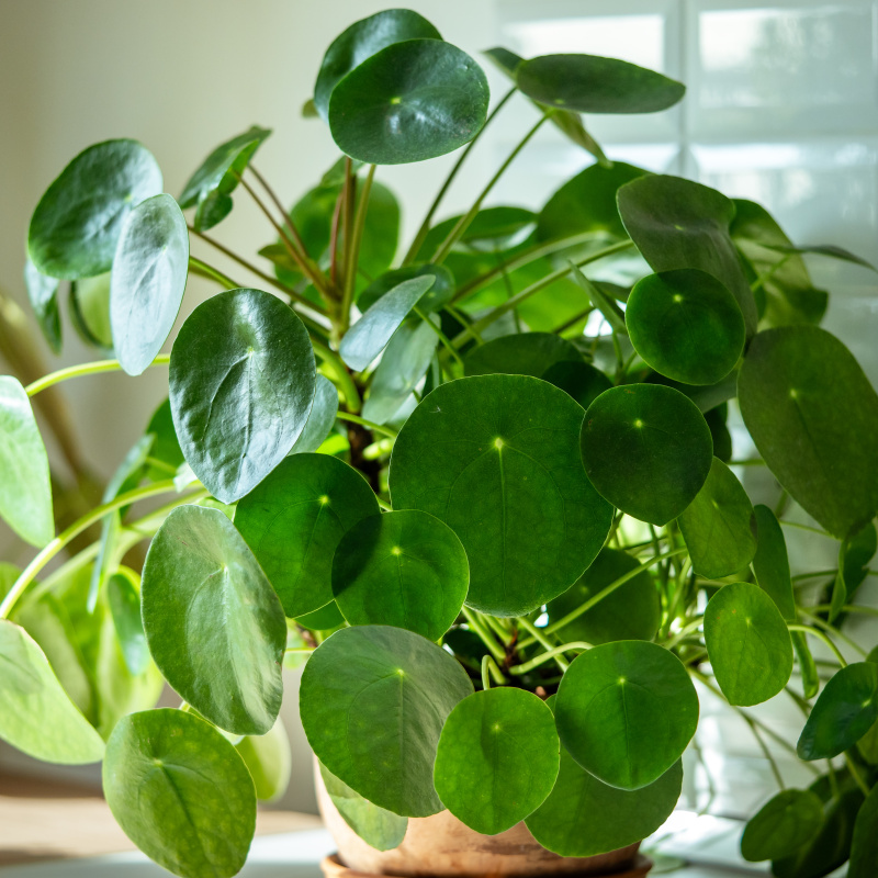 Pilea peperomioides plant