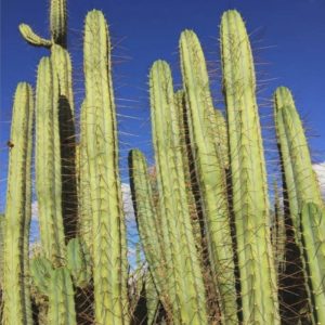 Trichocereus bridgesii J18 clones