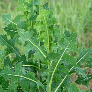 Lactuca virosa plant