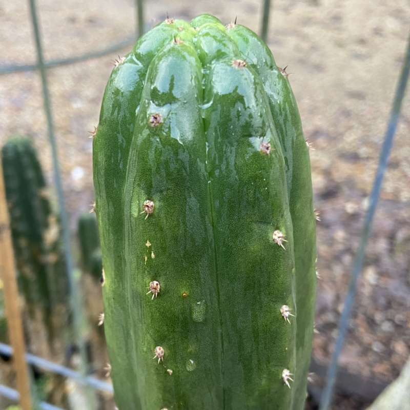 Trichocereus pachanoi Fields clone