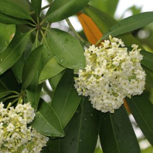 Alstonia scholaris
