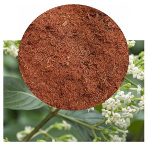 Cinchona officinalis with bark inset