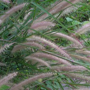 Pennisetum alopecuroides